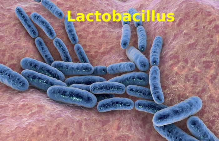 Lactobacillus