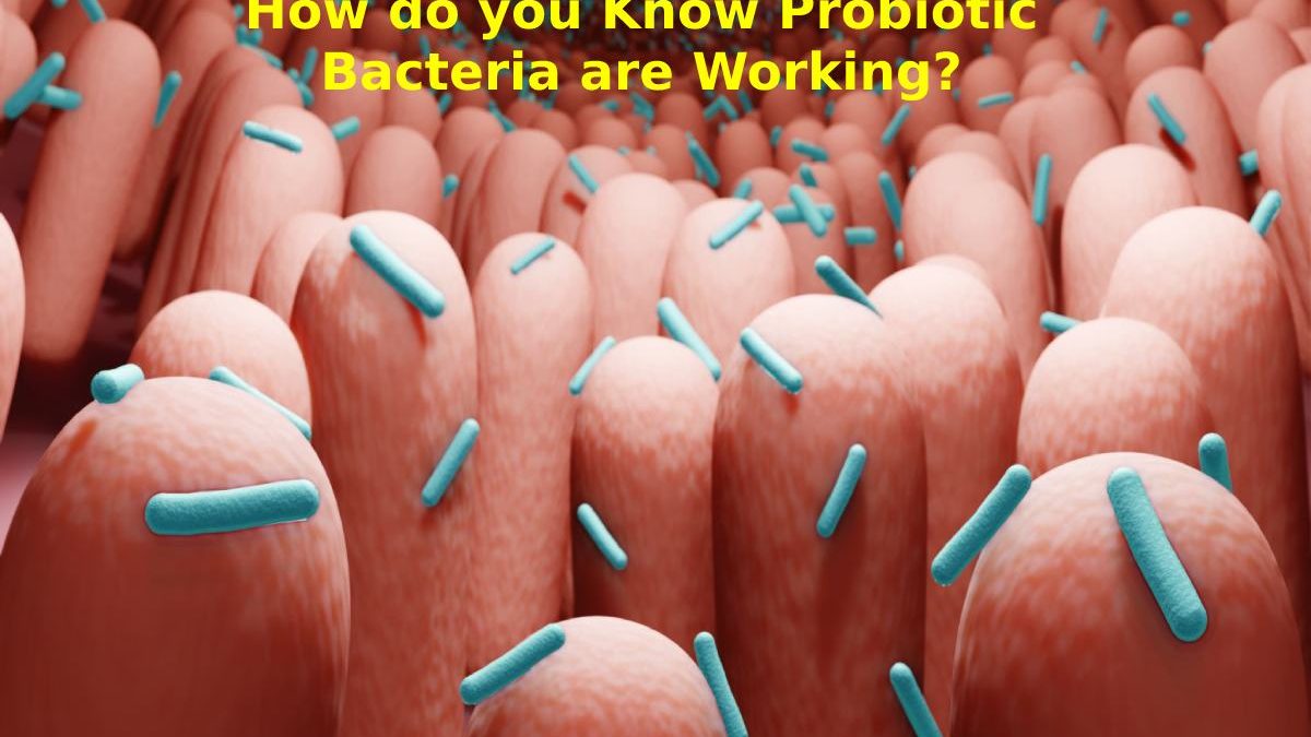 How do you Know Probiotic Bacteria are Working?
