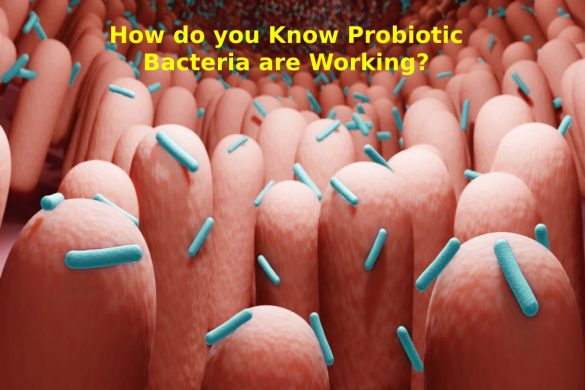 Probiotic Bacteria