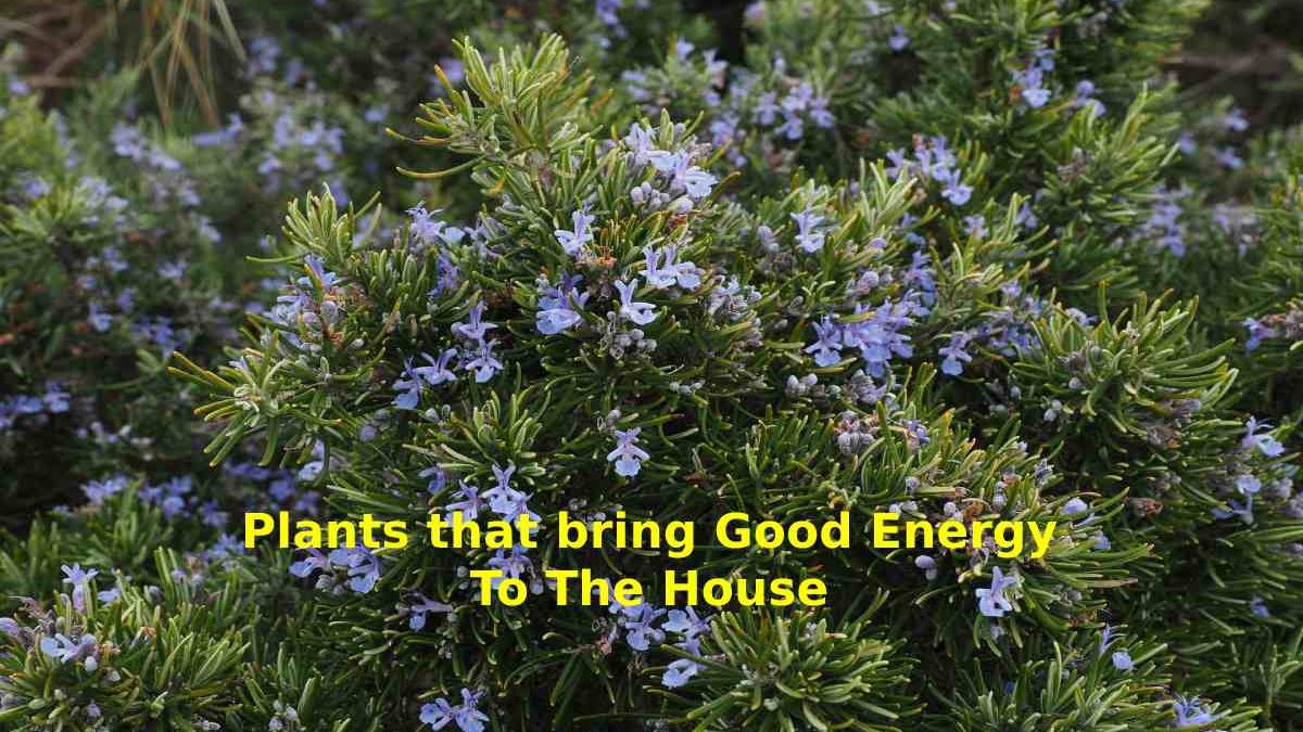 Plants that Bring Good Energy to the House