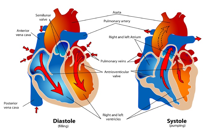 cardiology