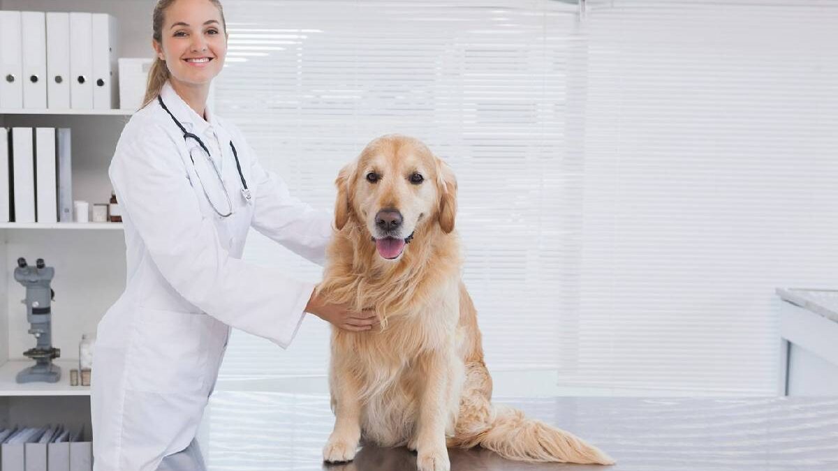Create a Veterinary Clinic That Thrives: Essential Steps to Success