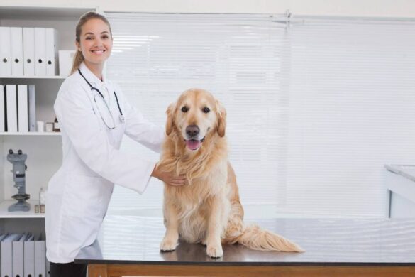 Create a Veterinary Clinic That Thrives_ Essential Steps to Success